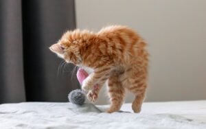 Golpe de calor en gatos: señales y qué hacer