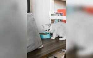 Kit de emergencia para tu gato: qué preparar antes de una tormenta o evacuación