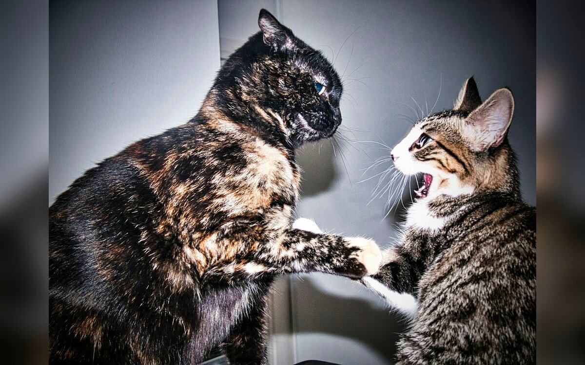 Gato doméstico