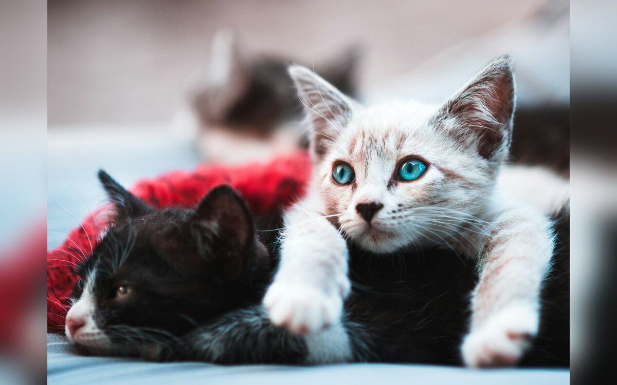 Lista de compras para un gato nuevo: qué necesitas antes de llevarlo a casa