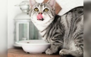 Microchip, collar y placa: cómo identificar a tu gato
