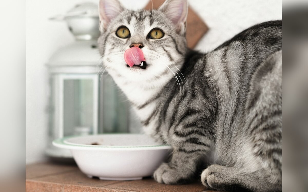 Gato doméstico