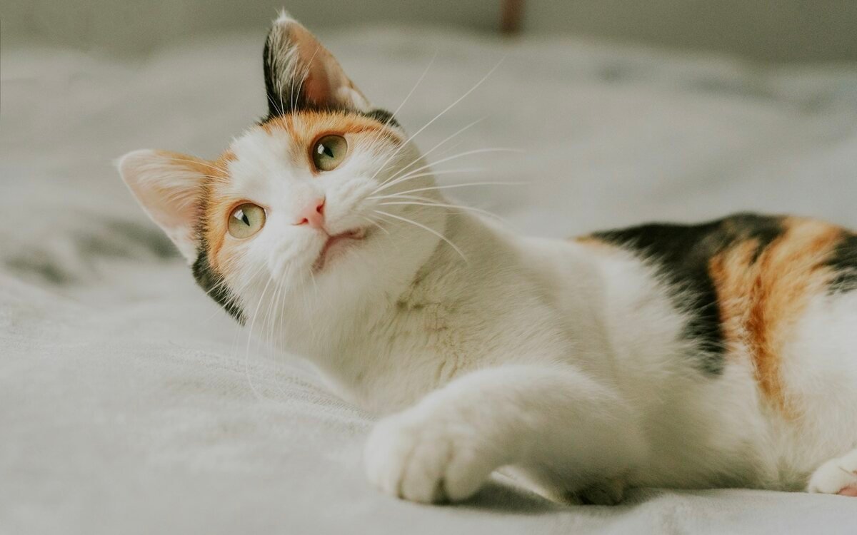 Un gato tumbado sobre una cama junto a una ventana