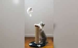 Por qué tu gato araña los muebles y cómo evitarlo