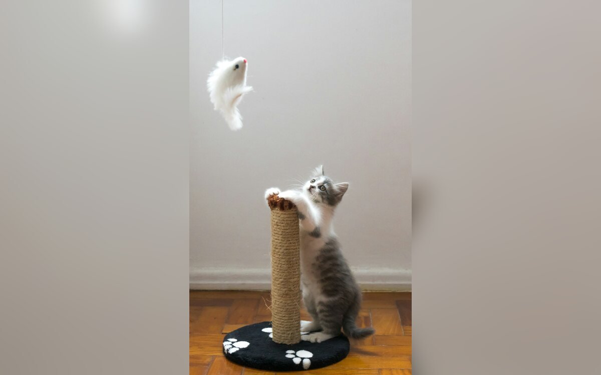 Gato gris apoyado en un rascador con un pez de peluche colgando