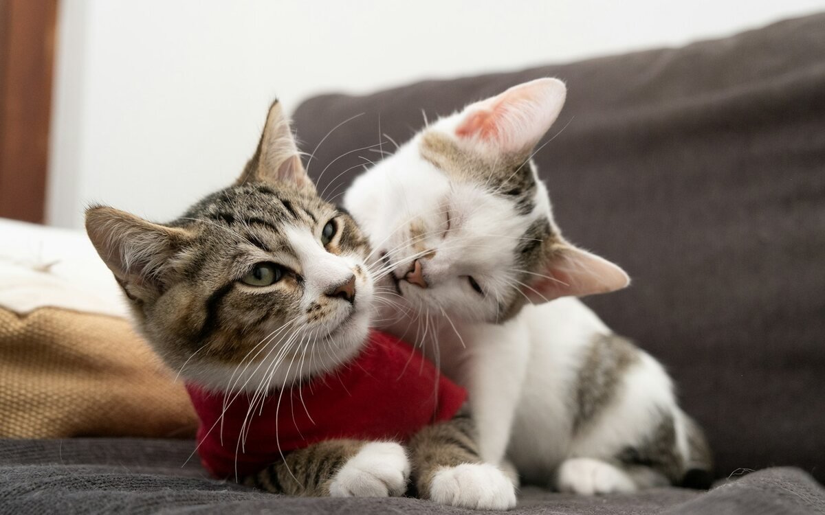 Dos gatitos jugando entre sí sobre un sofá