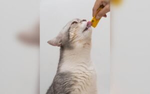 Cómo preparar tu casa para un gato nuevo: lista de lo que necesitas