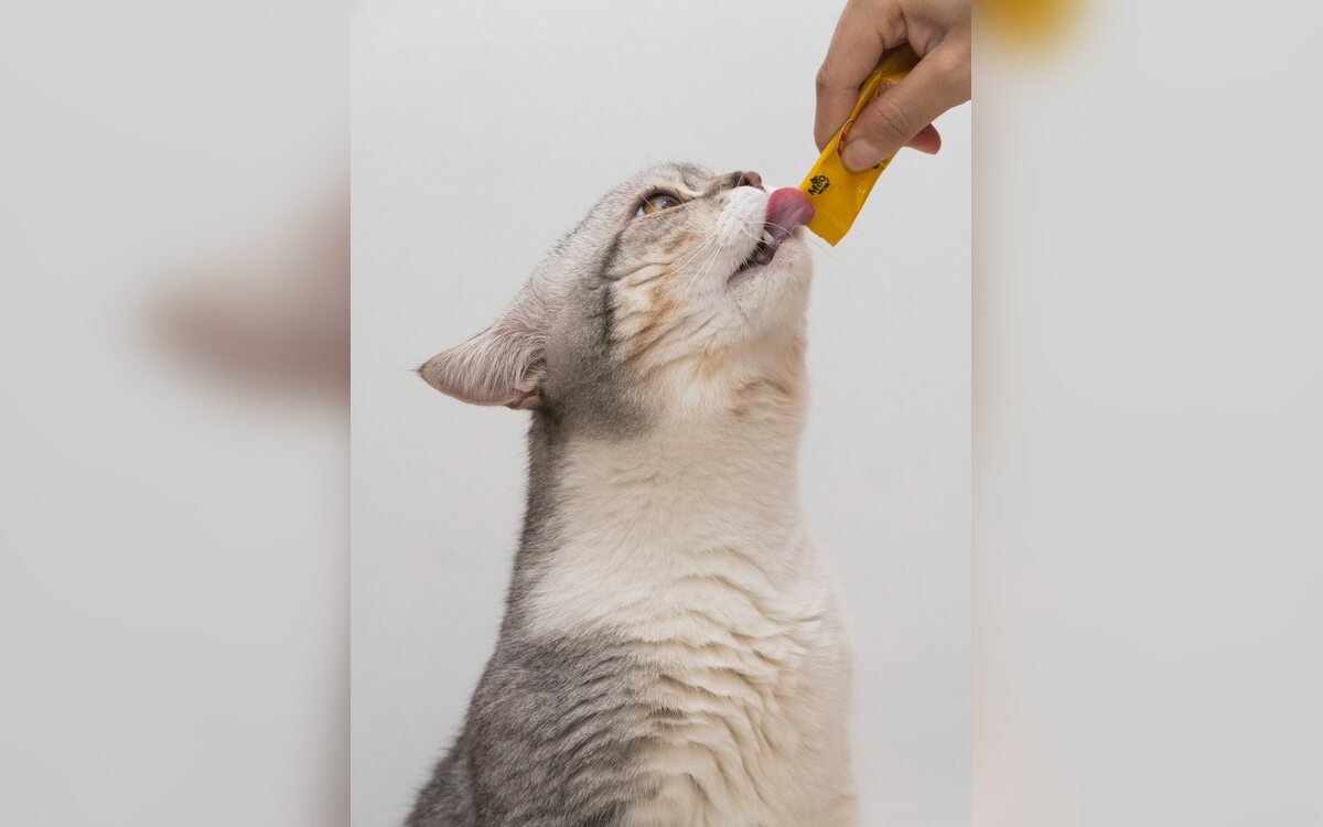 Gato blanco y gris jugando con un juguete de plástico