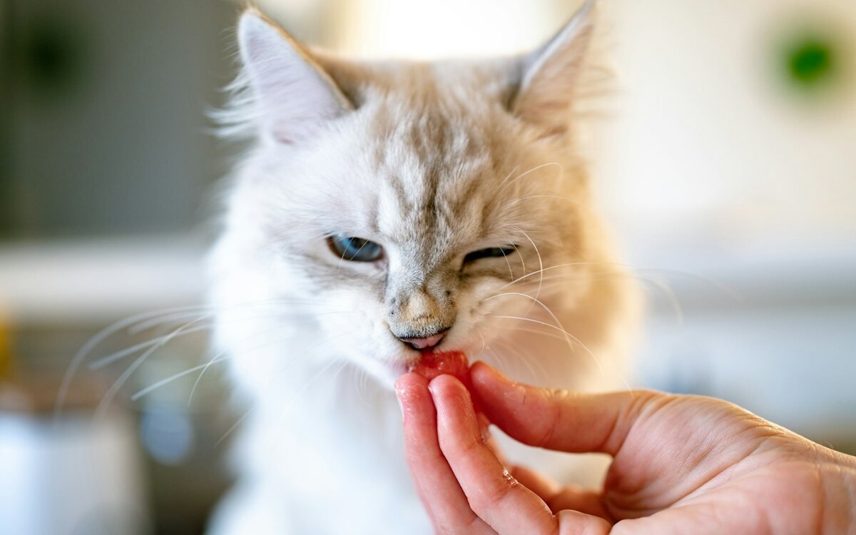 Gatito naranja atigrado sobre la mano de una persona