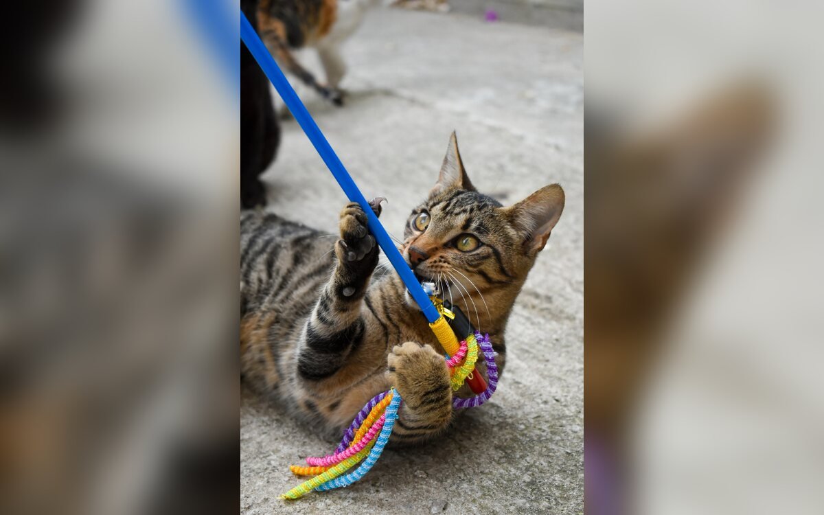 Un gato con correa y arnés